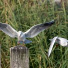 Seagull territorial dispute