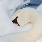 Resting Swan