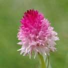 Nigritelle de Cornelia - Gymnadenia corneliana