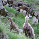 Chamois - Rupicapra rupicapra