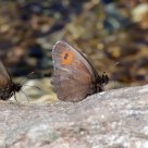 Moiré frange-pie alpin - Erebia euryale adyte