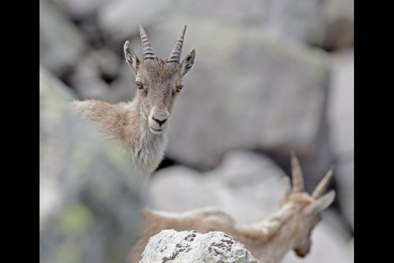 Bouquetin - Capra ibex