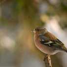 Finch 