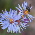 Flower Fly