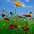 Cosmos