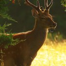 Duboski Sika Buck