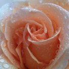 Raindrops on a Rose