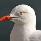 Head Shot