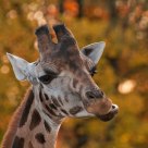 Girafe
