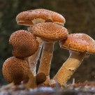 mushroom family IV