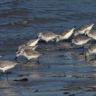 Calidris alpina