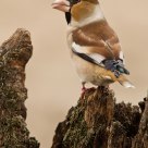 Hawfinch