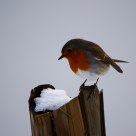 Robin and the snow