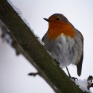 Ruffled robin