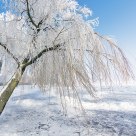 ice world