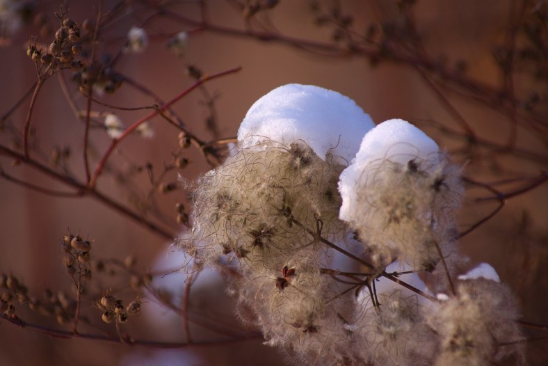 snow cover
