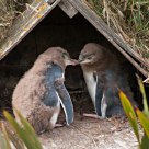 Yellow-eyed penguin chicks