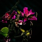 Bauhinia