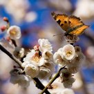 Blossoms