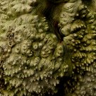 Alien Treetrunk