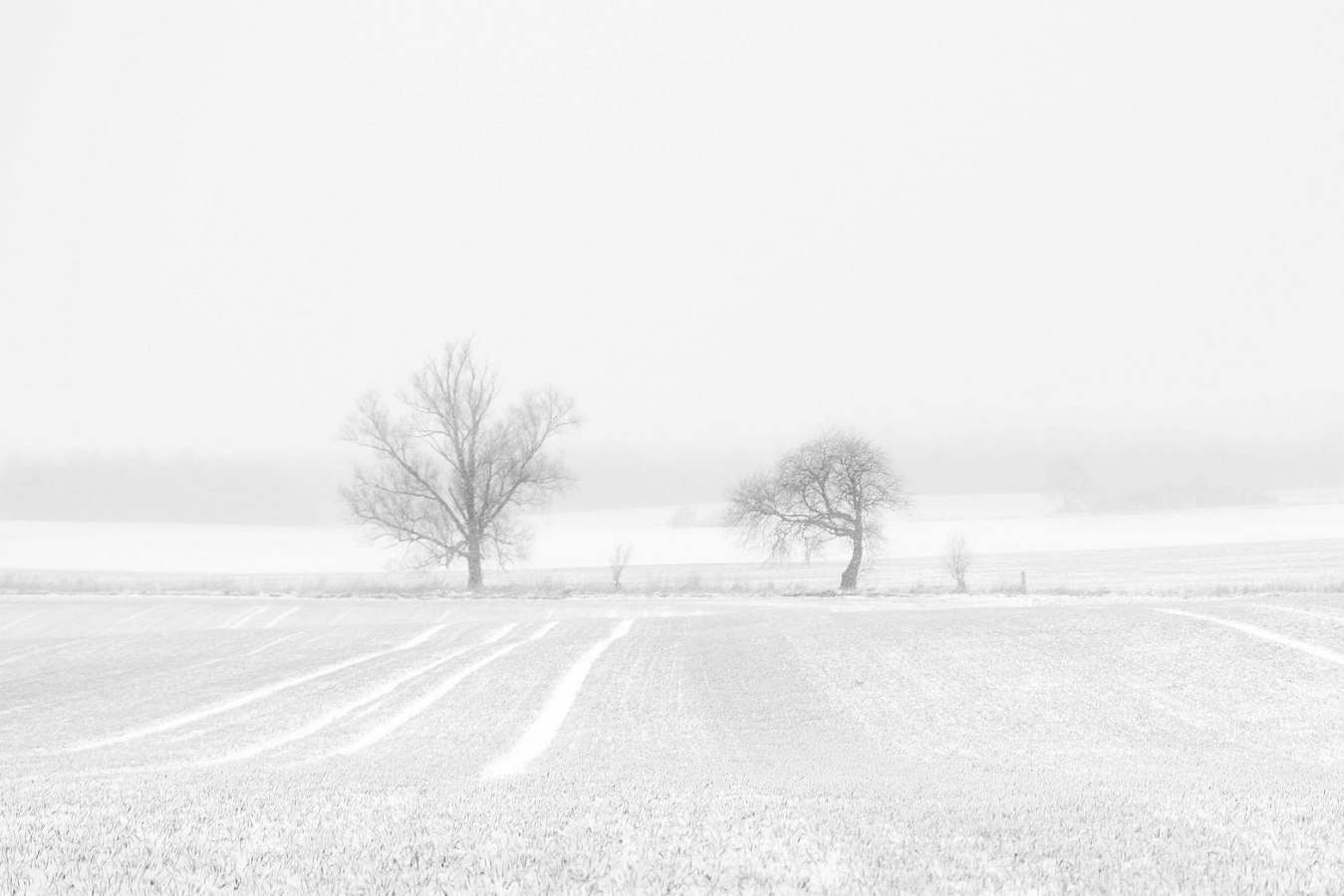 Frozen white