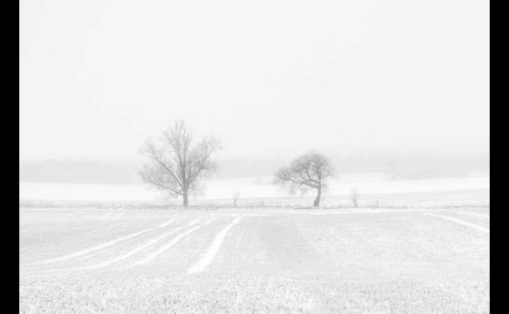 Frozen white