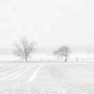 Frozen white