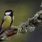 Great tit