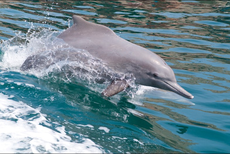Jumping Dolphin