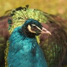 Peacock detail