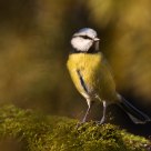 European Blue Tit