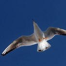 Flying in Blue Sky