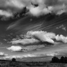 Little Trees, bigger sky