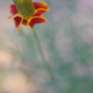Summer Flower--Mexican Hat