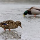 Ducks in the ice