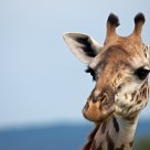Giraffe portrait