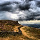 Combs Moss Edge