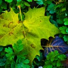 Dew and leaf