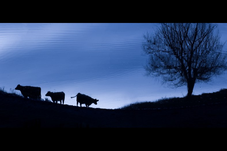 Blue Moo