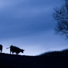 Blue Moo