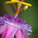 Passiflora