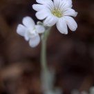 Spring Flowers