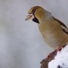 hawfinch