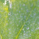Summer water drops
