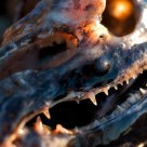 Feed Your Nightmares
