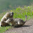 Marmotte - Marmota marmota
