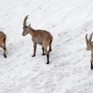 Bouquetin - Capra ibex