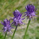 Raiponce à feuilles de bétoine - Phyteuma betonicifolium
