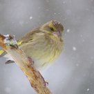  greenfinch