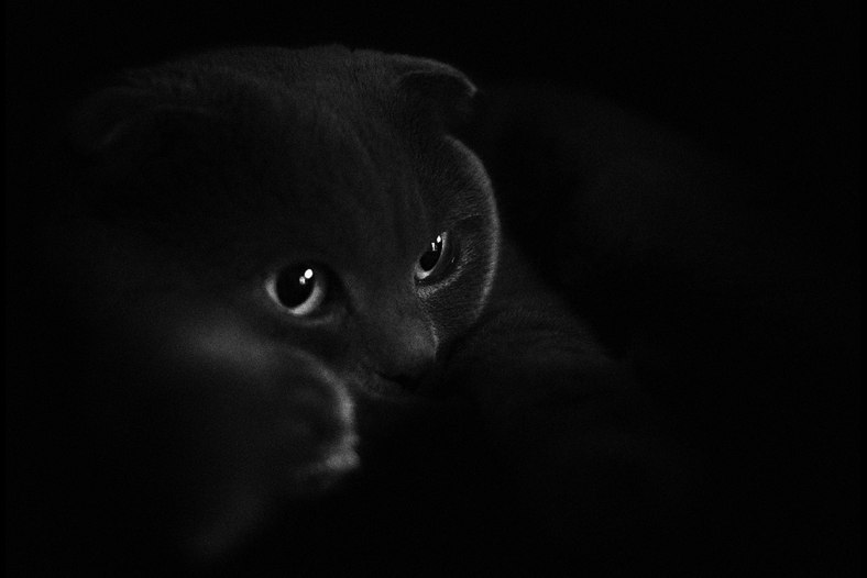 gray cat in a dark room
